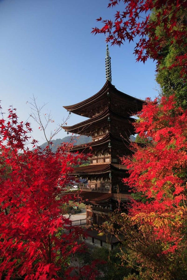 【岩国・玖珂発】 秋のトリプルスリー♪紅葉と実りの秋in山口 日帰り3